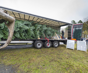 Ratgeber: Weihnachtsbaum-Transport - Wie Tanne und Auto zusammenkommen 